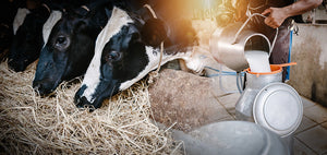 Garantizando la Calidad en la Pasteurización con Tecnología de Monitoreo Precisa