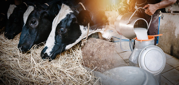 Garantizando la Calidad en la Pasteurización con Tecnología de Monitoreo Precisa